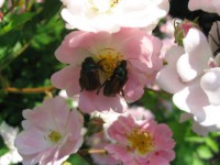 /album/fotogalerie-proste-krasne/cerven-2011-121-jpg/